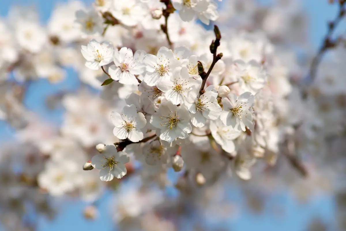 Yoshino Flowering Cherry