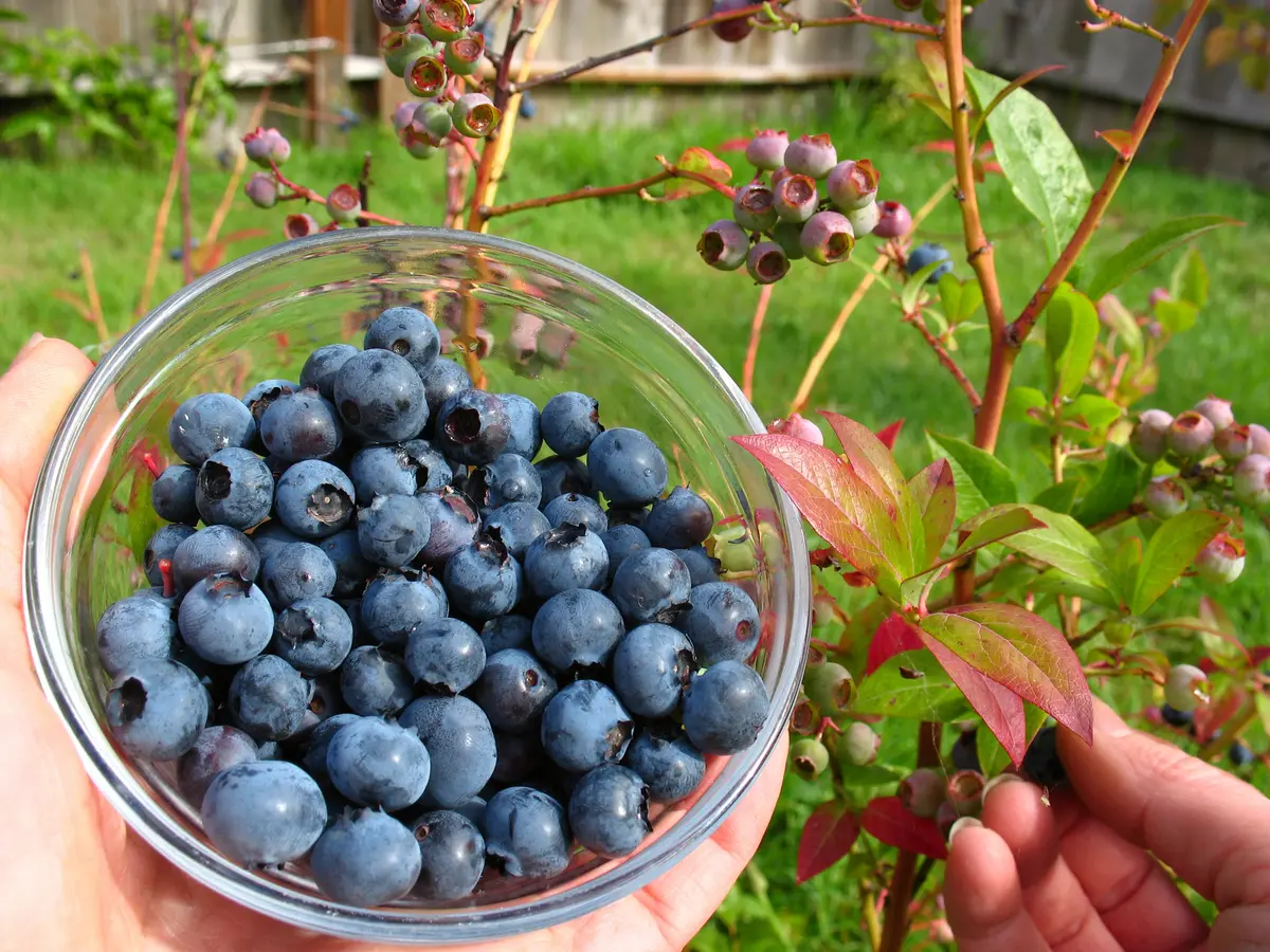 Legacy Southern Highbush Blueberry Plant