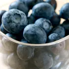 Delite Blueberry Plant