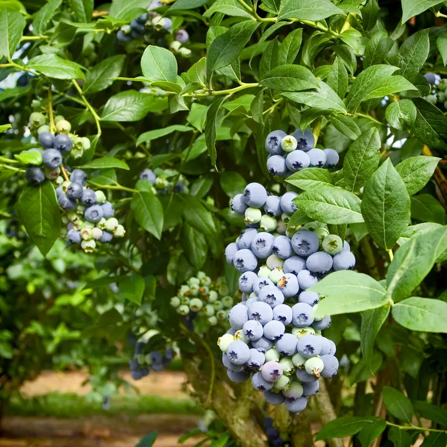 Southern Blueberry Combo