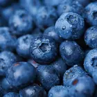 Briteblue Blueberry Plant