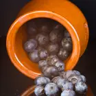 Tifblue Blueberry Plant