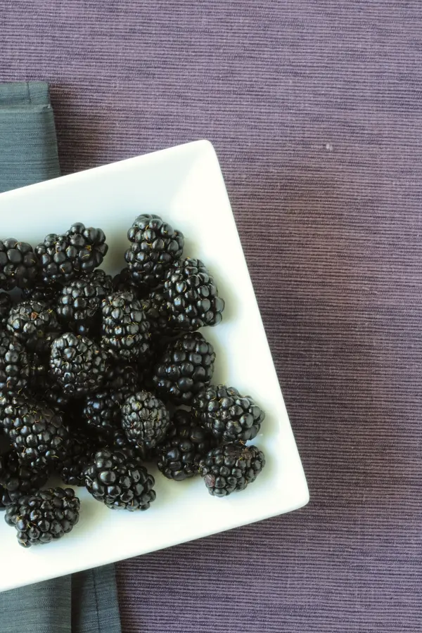 Navajo Thornless Blackberry Plant