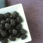 Navajo Thornless Blackberry Plant