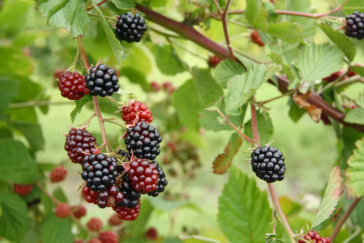 Cherokee Blackberry Plant