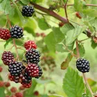 Cherokee Blackberry Plant