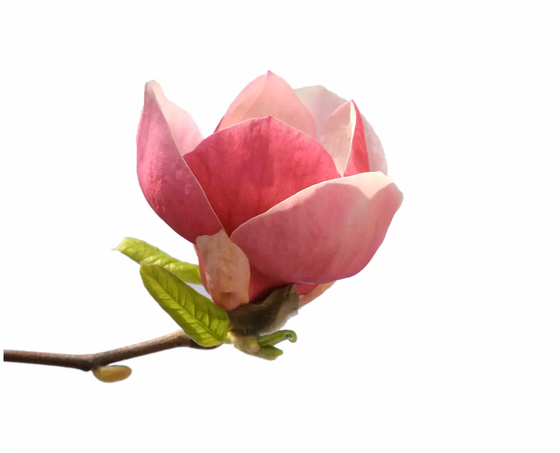 Jane Magnolia Jane Magnolia