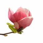 Jane Magnolia