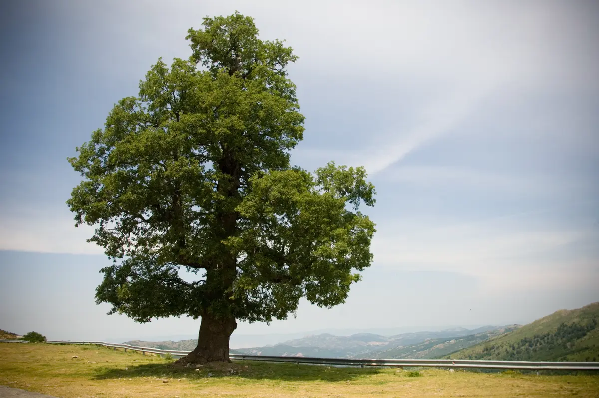 Sawtooth Oak Tree