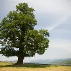 Sawtooth Oak Tree