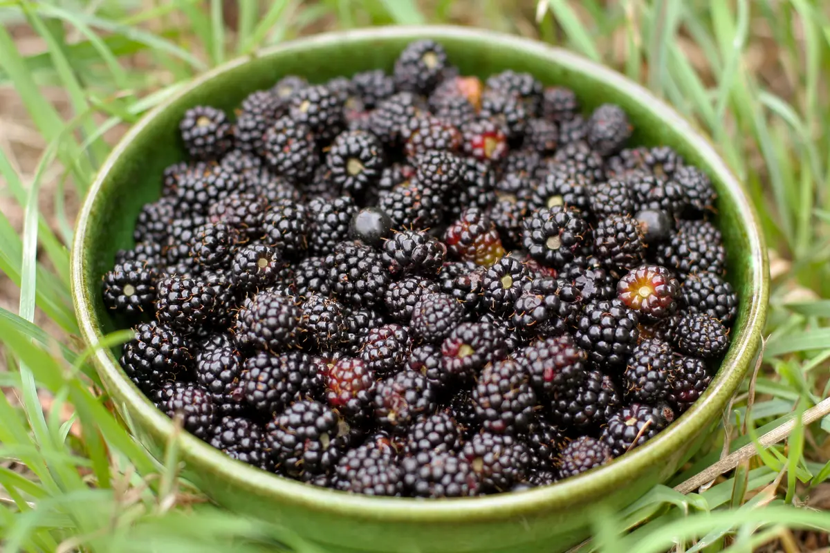 Black Satin Thornless Blackberry Plant
