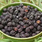 Black Satin Thornless Blackberry Plant