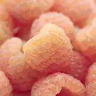 Fall Gold Raspberry Plant