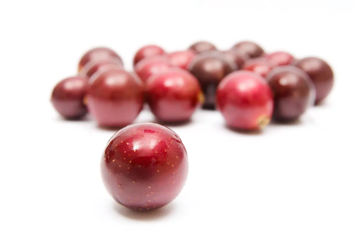 Southern Dixie Muscadine