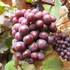 Red Summit Muscadine