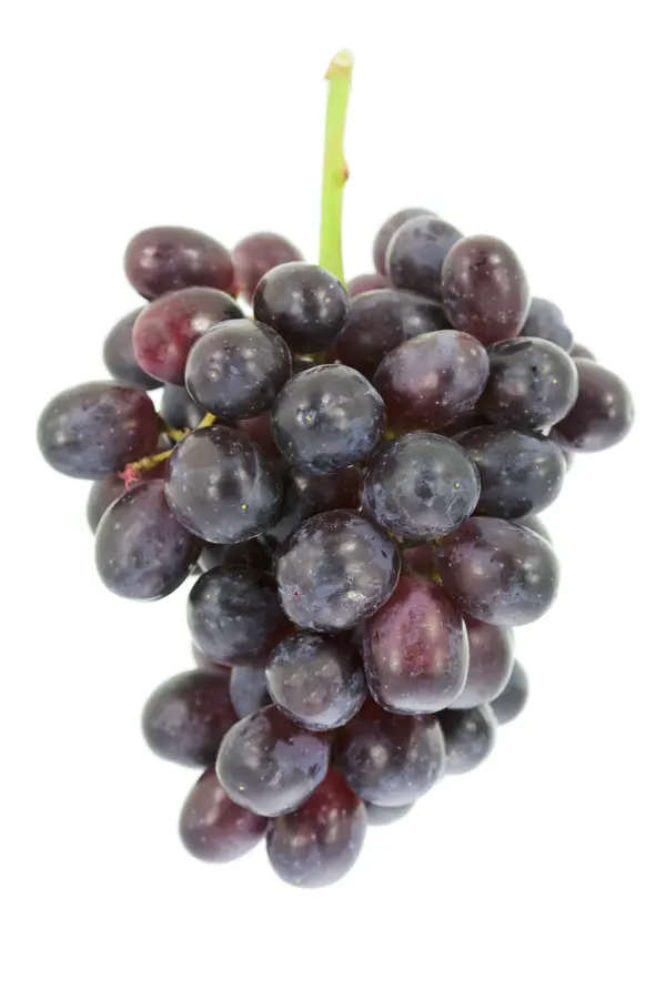 Summer Royal Bunch Grape Vine Summer Royal Bunch Grape Vine