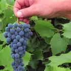 Concord Seedless Bunch Grape