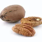 Sumner Pecan Tree