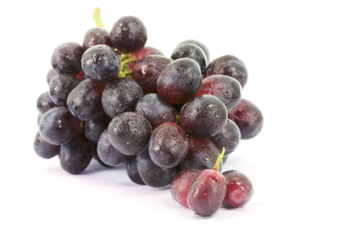 Summer Royal Bunch Grape Vine Summer Royal Bunch Grape Vine