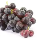 Summer Royal Bunch Grape Vine