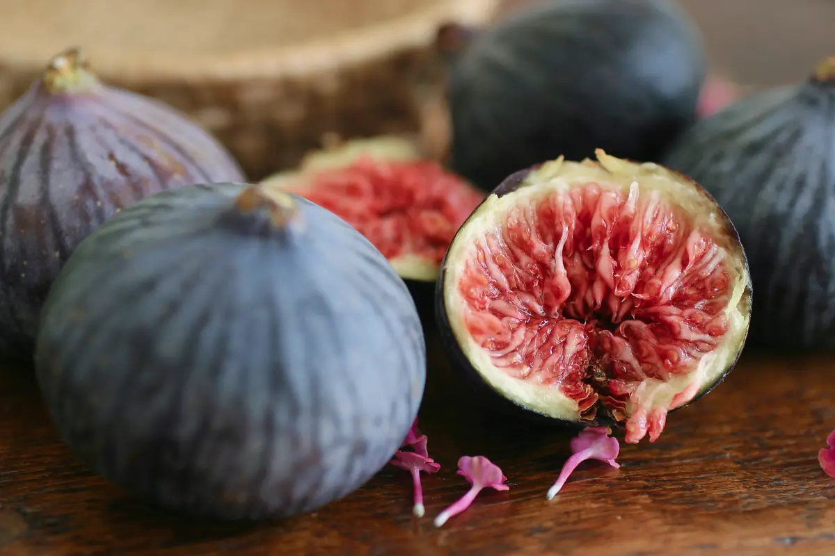 Italian Everbearing Fig Tree