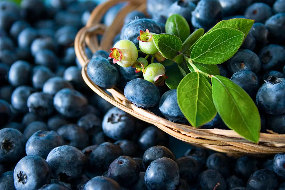 Southern Blueberry Combo