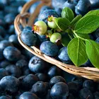 Southern Blueberry Combo