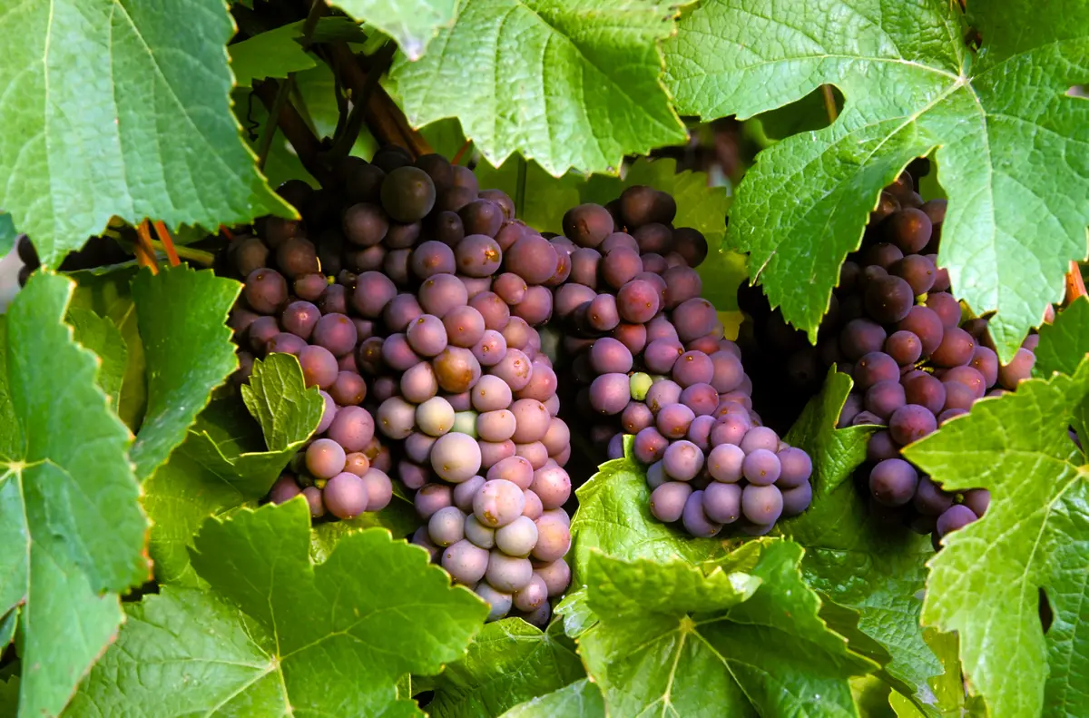 Pinot Gris Grape Vine
