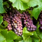 Pinot Gris Grape Vine