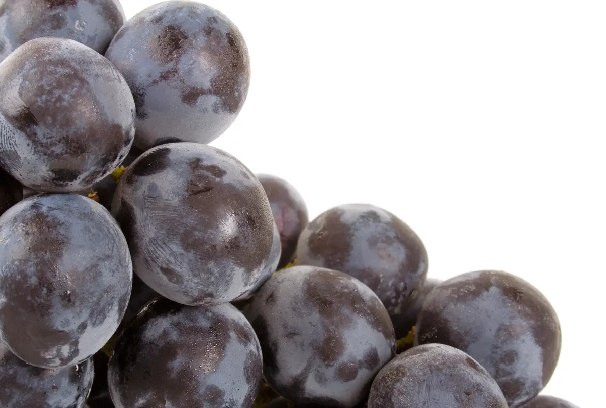 Pinot Gris Grape Vine