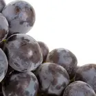 Pinot Gris Grape Vine