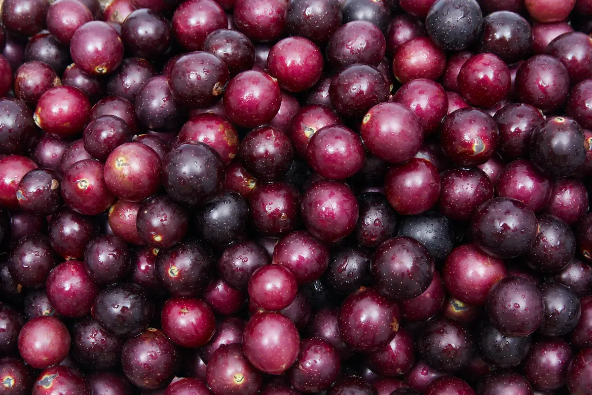 Red Scarlet Muscadine
