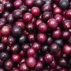 Red Scarlet Muscadine