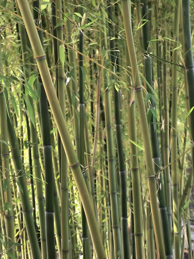 American Native Bamboo Plant