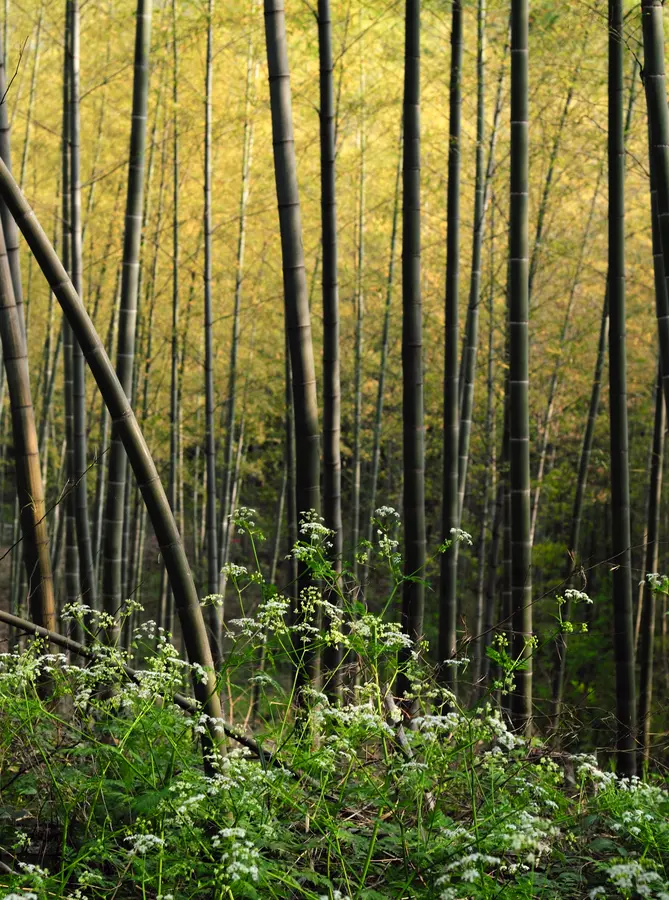 Black Bamboo Plant