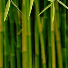 Willowy Green Bamboo Plant