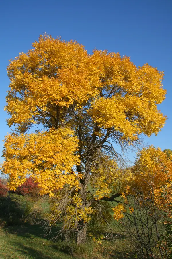 Pond Cypress Tree