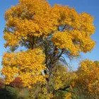 Pond Cypress Tree