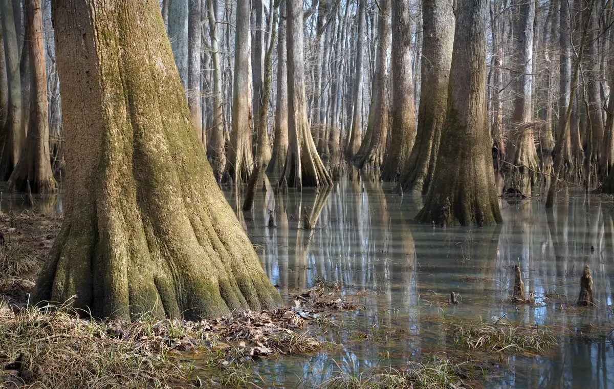Bald Cypress Tree