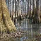 Bald Cypress Tree