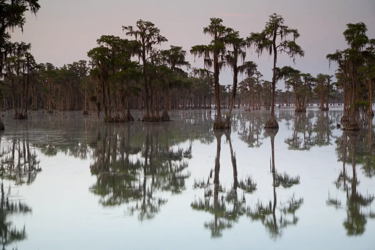 Bald Cypress Tree