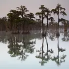 Bald Cypress Tree