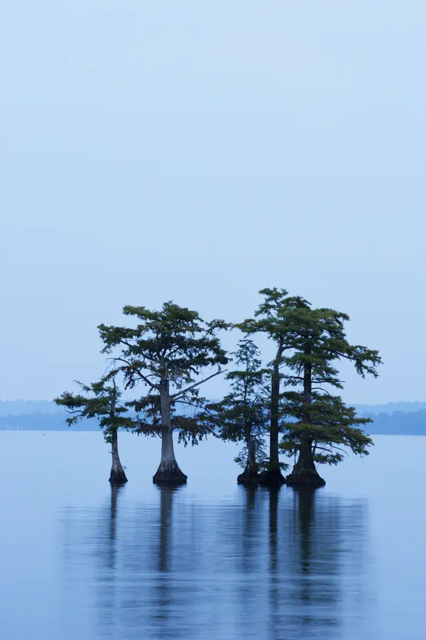 Bald Cypress Tree