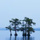 Bald Cypress Tree