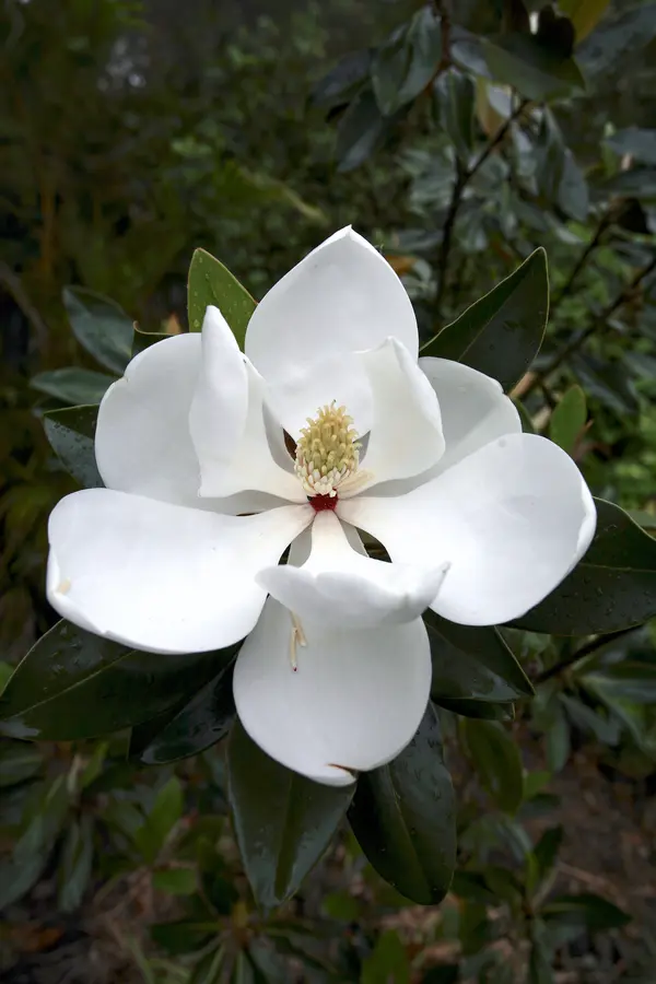 Magnolia Grandiflora 'Claudia Wannamaker'