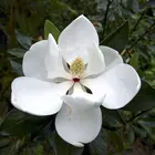 Magnolia Grandiflora 'Claudia Wannamaker'