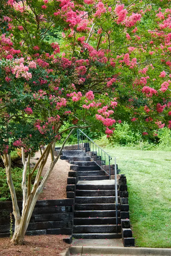 Choctaw Crepe Myrtle