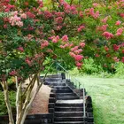 Choctaw Crepe Myrtle
