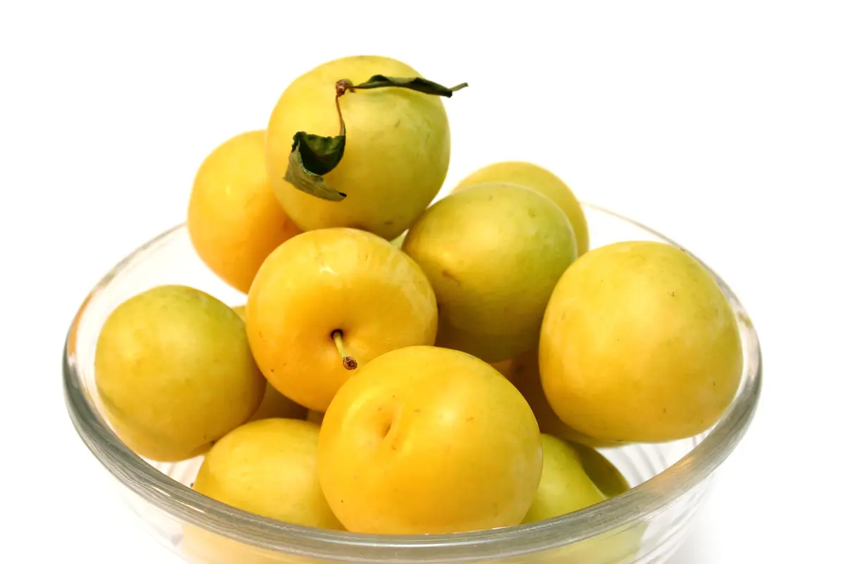Golden Nectar Plum Tree