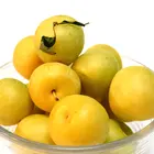 Golden Nectar Plum Tree